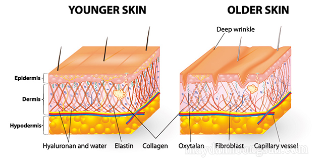 Các công dụng của collagen 
