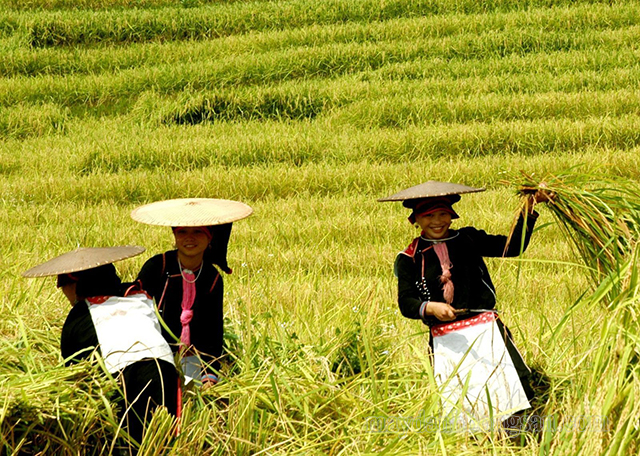 Ca dao về lao động, sản xuất