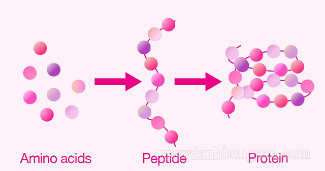 Peptide được hình thành từ các amino acid 