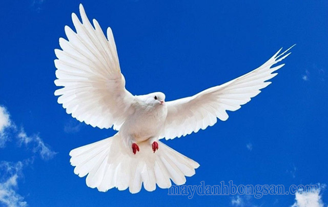 Chim bồ câu - Biểu tượng của hòa bình